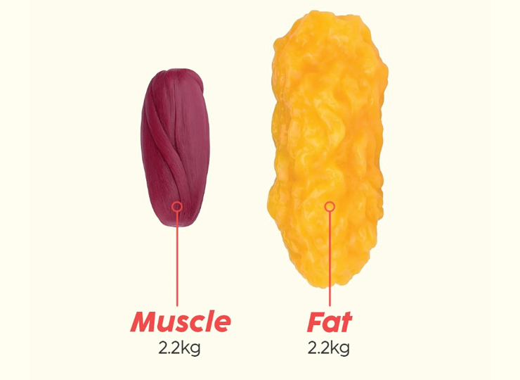 muscle vs fat