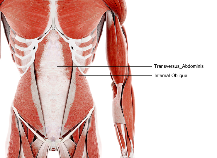 abs anatomy